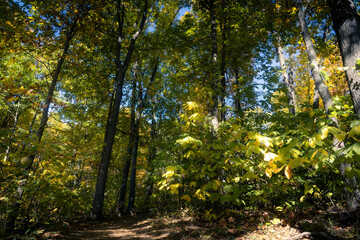 Fototapeta premium autumn leaves in the park
