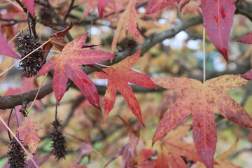 red autumn leaves
