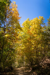 autumn leaves in the park