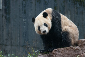 Obraz premium Curious Panda looking at the Camera