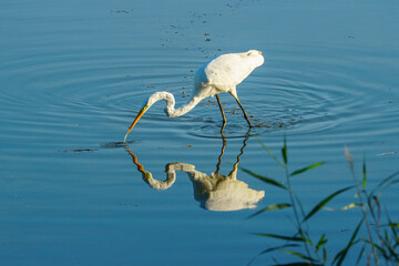Great Egret hunting fish
