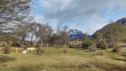 Horse and the mountain