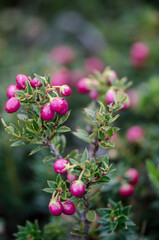 Gaultheria mucronata macro