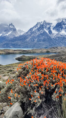 Torres del Paine - Chilean Patagonia