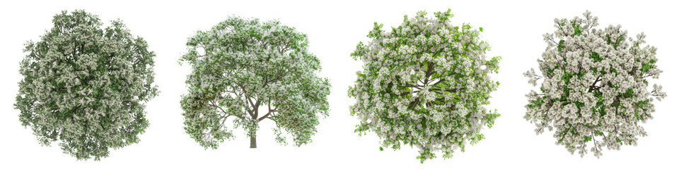 Collection of European Ash trees with flowers Top View isolated on transparent or white background