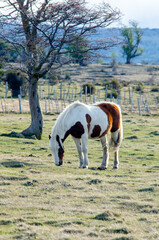 Horse in Punta Arenas