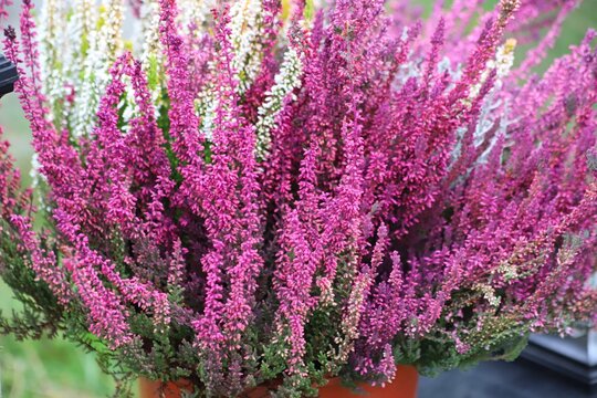 Blooming white and purple common heather. Calluna vulgaris background.