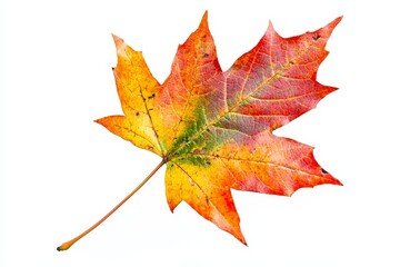 Fototapeta premium Macro of a maple leaf with three colors, green, yellow, and red, on a white background