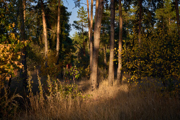 Fototapeta premium Autumn forest, mature tall pines, young maples and young oak shoots, beautiful autumn landscape