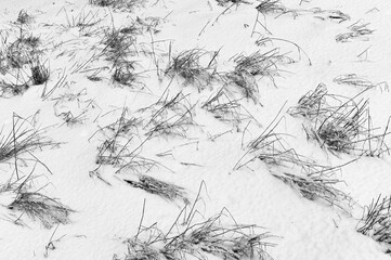 The dry grass is dusted with fresh snow and only individual tufts stick out of the snow, a beautiful natural abstraction