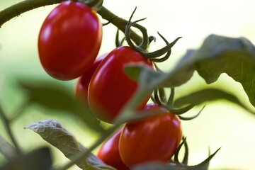 A cluster of bright red Datterino tomatoes with thin skins and elongated shapes, each plump and glistening on the vine.