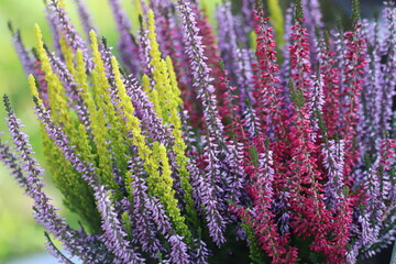 Blooming white and purple common heather. Calluna vulgaris background.