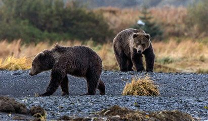 Fototapeta premium two kodiak bears