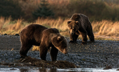 Two brown bears