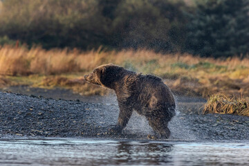 Brown bear shedding water