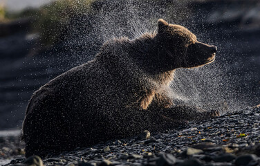 Kodiak bear on the river bank