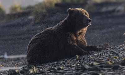 brown bear sitting on the river bed