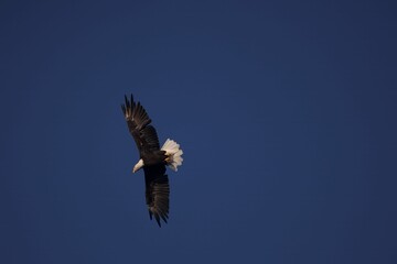 bald eagle in flight
