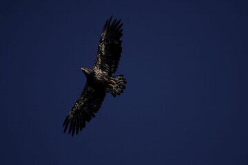 bald eagle in flight