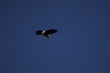 bald eagle in flight