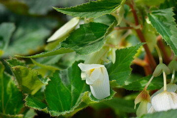 Begonia Santa Barbara flower