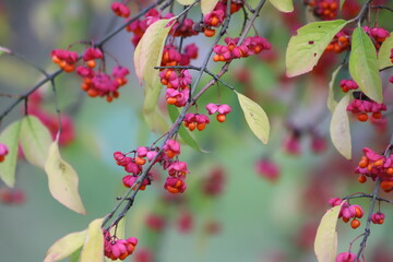Obraz premium Euonymus europaeus. Pink fruits of european spindle tree.