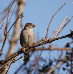 Obraz premium sparrow on a branch