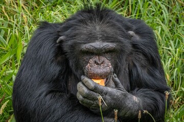 Chimpanzee eating fruit in the wild
