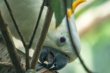 White cockatoo with yellow crest biting a tree branch.