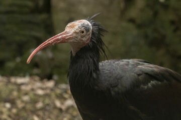 Close-up of a Northern Bald Ibis