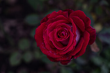 Close-up of a deep red rose in full bloom, displaying its rich, velvety petals against a dark, blurred background.