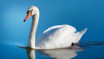 Obraz premium swan in the water