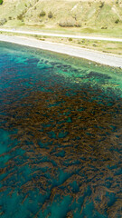 Kelps forest in Strait of Magellan