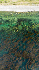 Kelps forest in Strait of Magellan