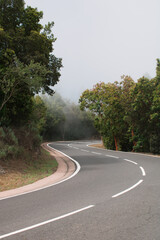 Kurvenreiche Straße durch nebligen Wald auf Teneriffa