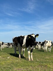 Cow in a herd