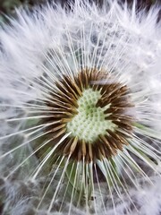Fototapeta premium dandelion seed head