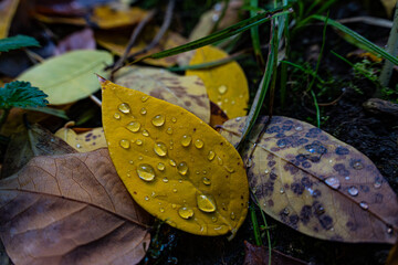 Close-up of fallen autumn leaves with water droplets, showcasing the rich textures and vibrant colors of the season.