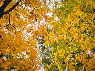 autumn leaves in a park