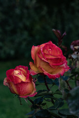 Two red and yellow roses with dewdrops bloom against a dark green background, showcasing their vibrant colors and delicate petals.