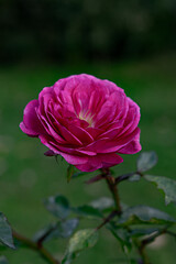 A vibrant pink rose in full bloom against a soft, green background, showcasing its lush petals and natural beauty.