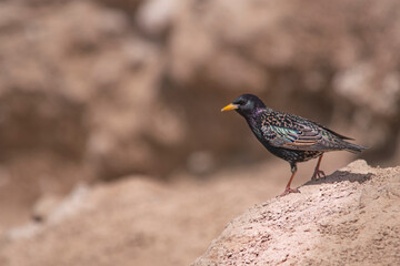 Starling on a rock , in the coast