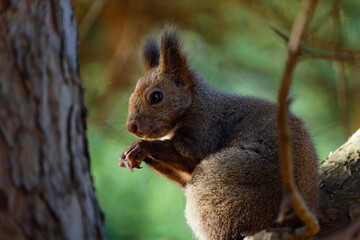 Obraz premium 木の上のリス