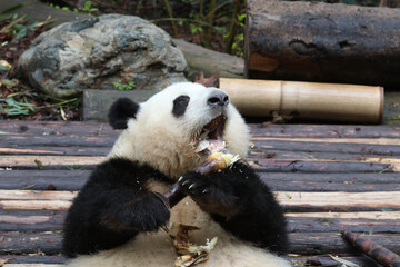 Fototapeta premium Happy Fluffy Female panda, He Hua aka Hua Hua , Chengdu Panda Base