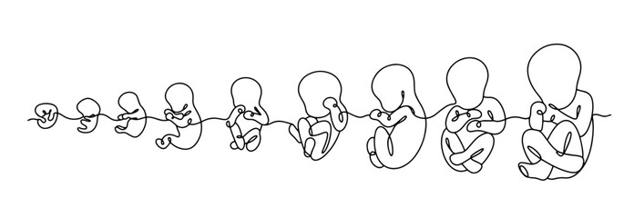 Embryo development