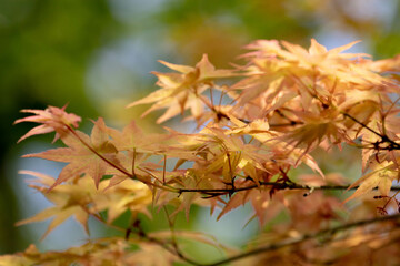 Obraz premium Autumn Concept, Beautiful Orange Mini Japanese maples leaves