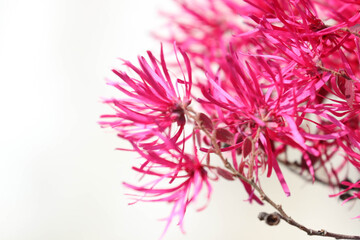 Summer Concept, Beautiful Bright Pink Flowers, Chinese fringe-bush (Loropetalum chinense Oliv.)