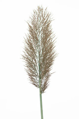 Spike or ear of reed plant on white background