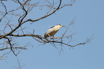 Water Bird Concept, Black-crowned Night-heron (Nycticorax nycticorax)
