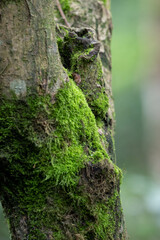 Fresh Green Moss on the Tree's bark